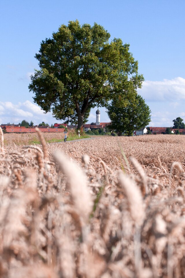 Cornfield field nature