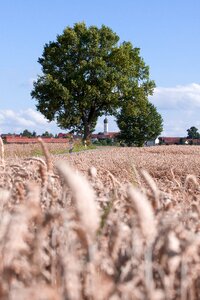 Cornfield field nature