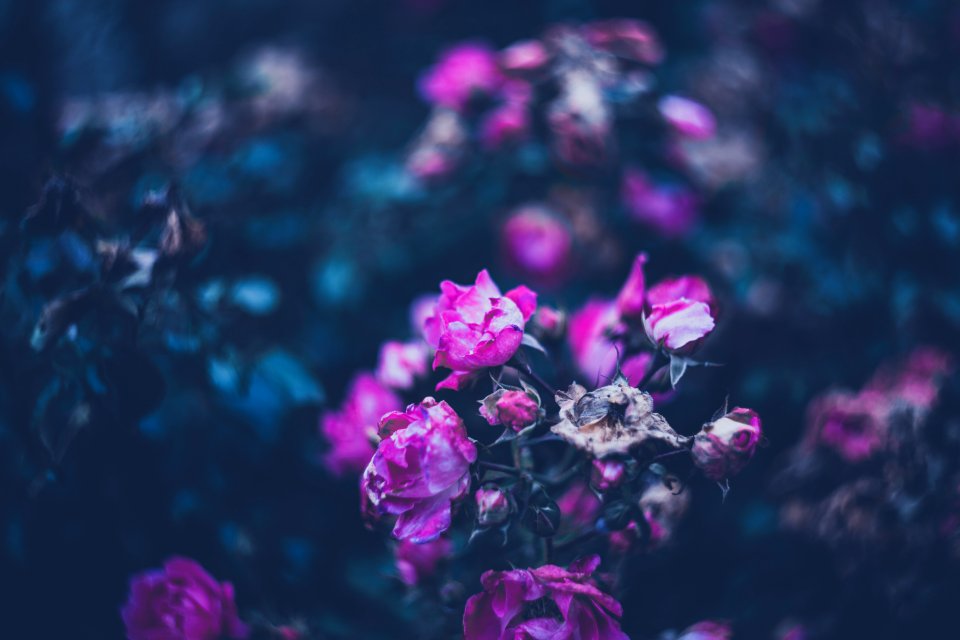 Flora, Season, Natural
