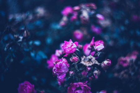 Flora, Season, Natural