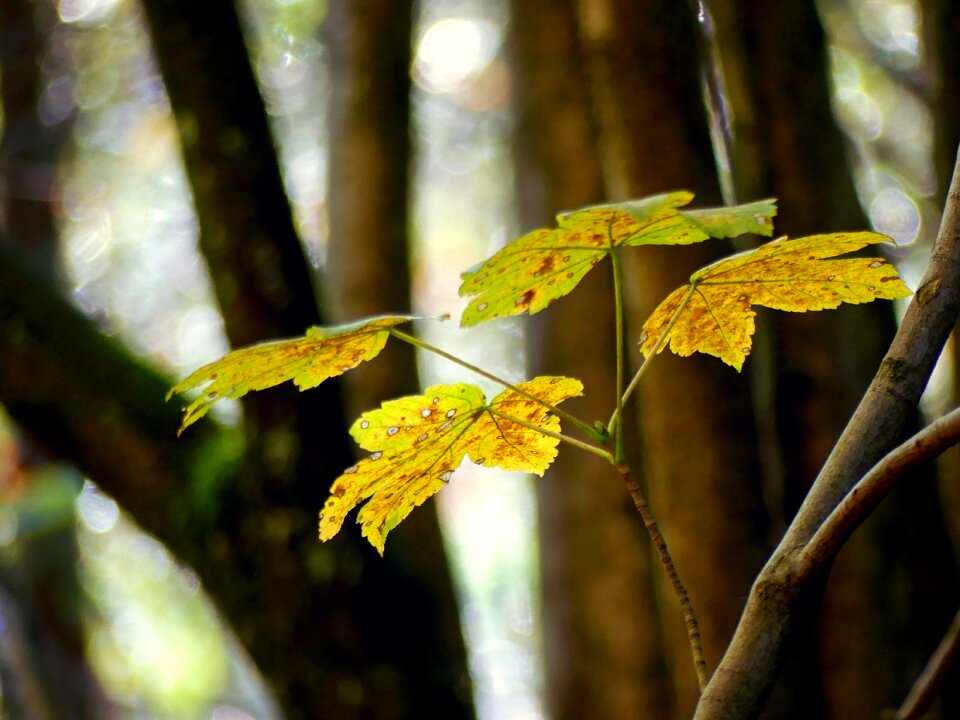 Fall foliage tree nature
