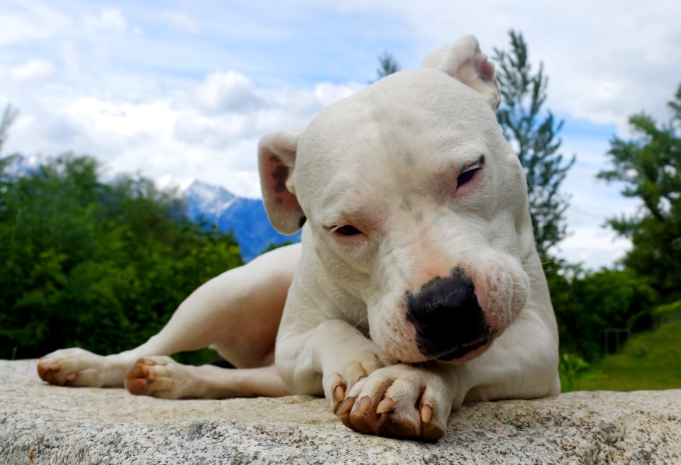 Dog, Friend, White