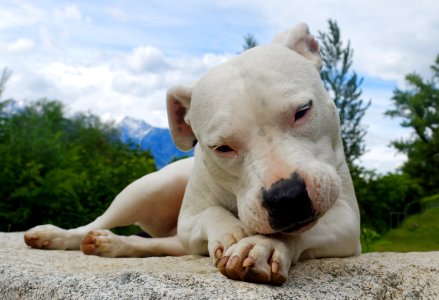 Dog, Friend, White photo