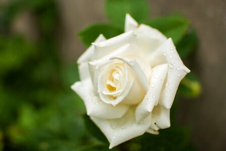 Rose white garden spring