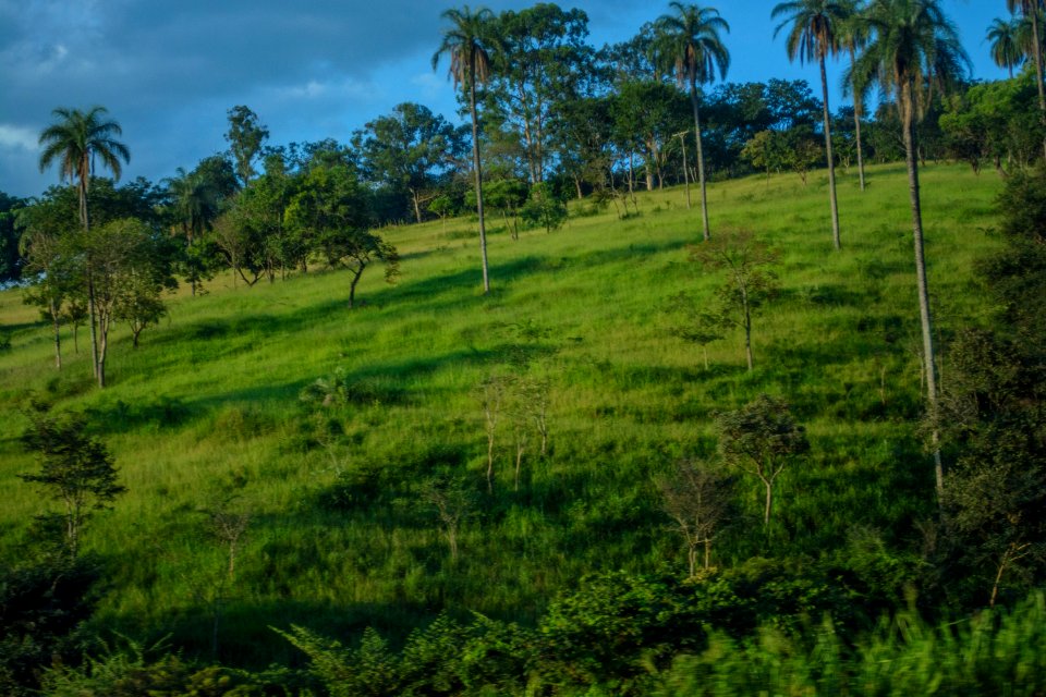Juatuba, Brazil, Forest