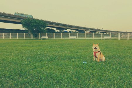 Taipei, Taiwan, Pet