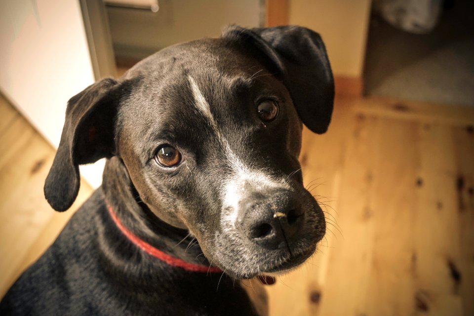 Animals, Puppy, Dog