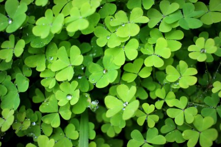 Garden, Plant, Green