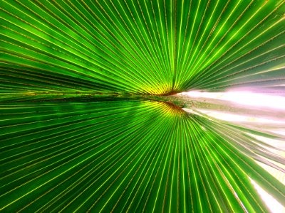 Light, Green, Leaf