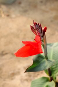 Red flower, Garden, Flower