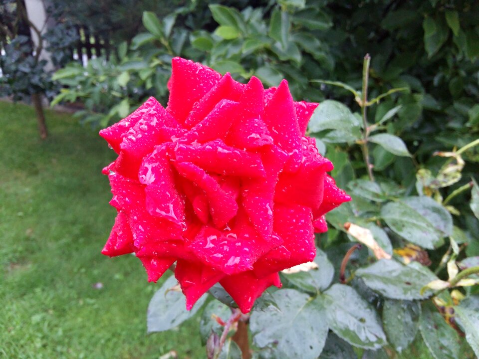 Red nature rosa