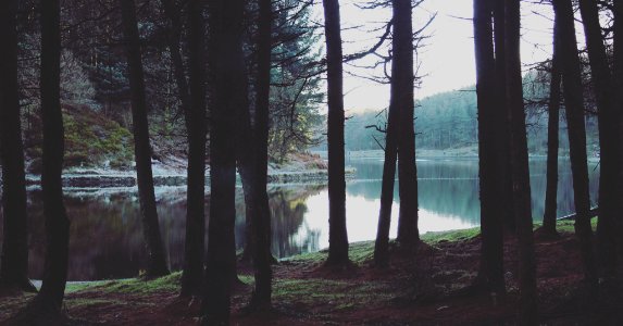 Forest, Mist, Reservoir photo