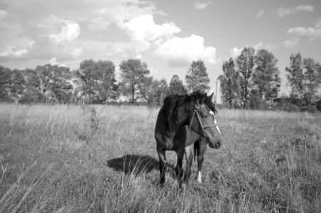 Animal, Grass, Field