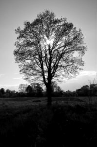 Silhouette, Shadow, Evening