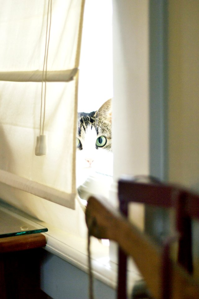 cat peeking from window cover