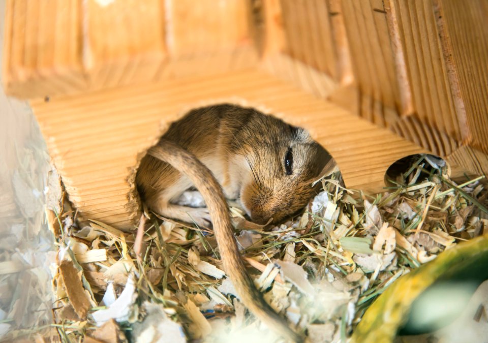 brown and black rabbit on brown dried leaves photo