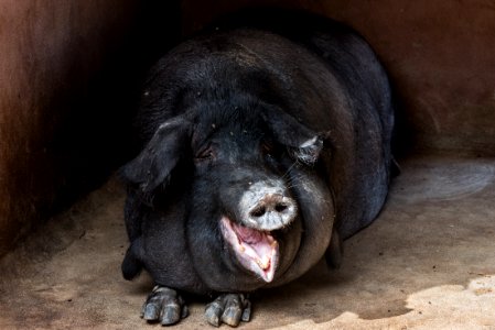 shallow focus photo of black pig photo
