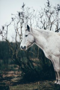 white horse surrounded by withered trees photo