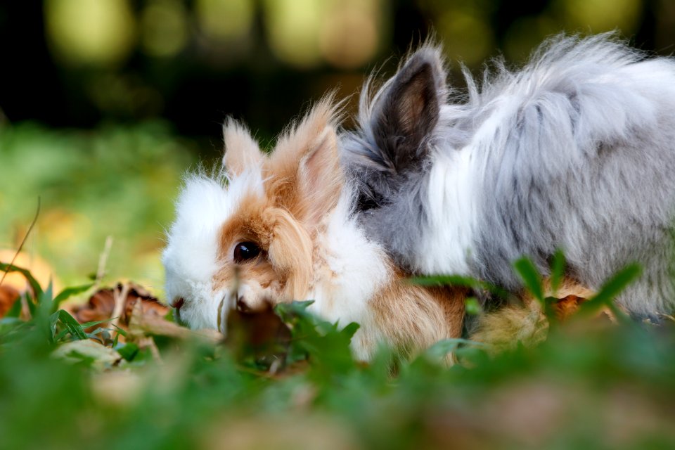 Guangzhou, China, Bunny photo