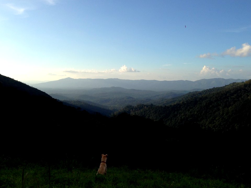 India, Chickmagaluru, Coffee