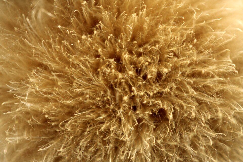 Feather nature plant