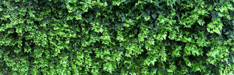 The vine wall young leaves photo