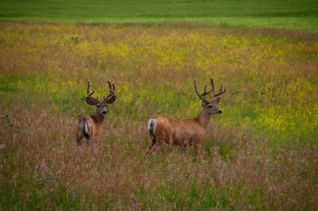 two brown stag in grass field photo