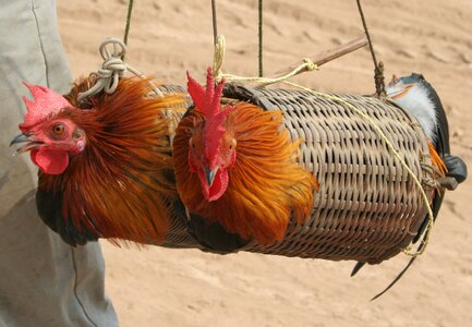 Rooster birdcage animal