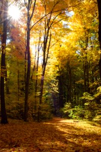 Woods, Nature, Leaves
