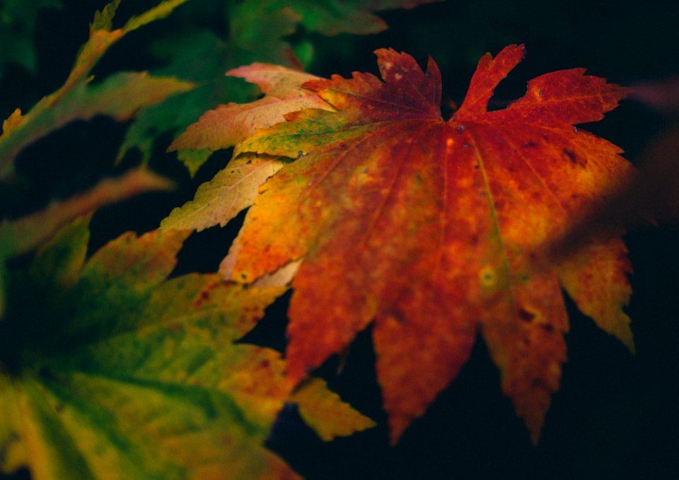 black, brown, and green maple leaf print textile