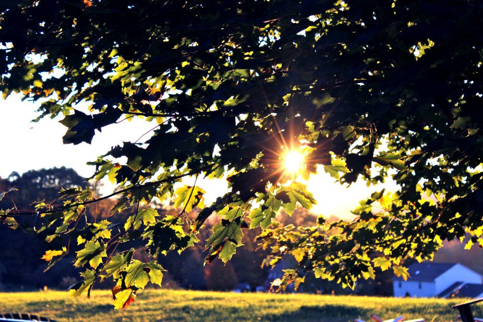 green leafed tree during daytime
