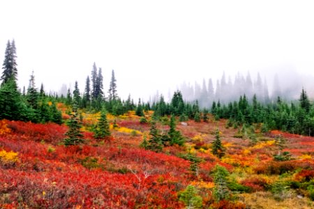 Nature, Mount rainier, United states photo