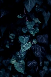 Green, Har yona, Natsrat ilit