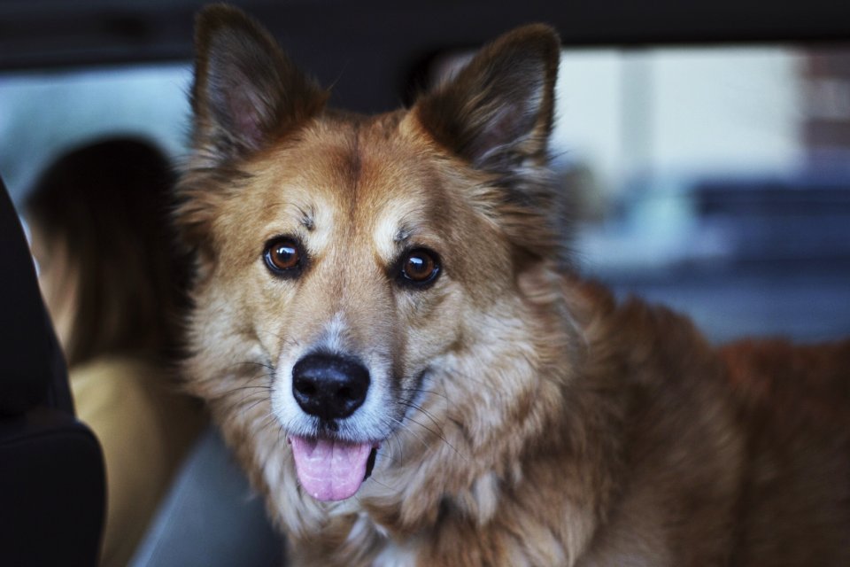 dog showing his tongue while inside vehicle