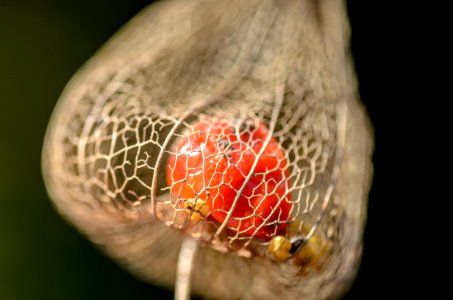 Physalis, Season, Closeup
