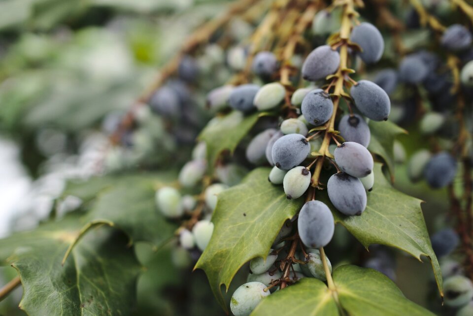 Bush plant inedible