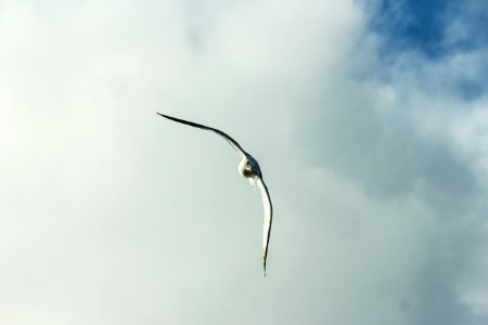 white and black bird flying under white clouds during daytime photo