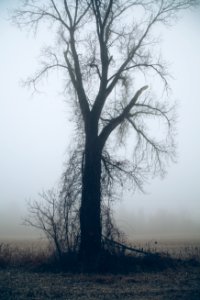 bare tree photo