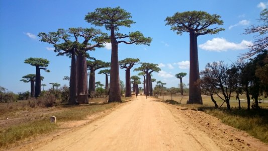 Morondava, Madagascar