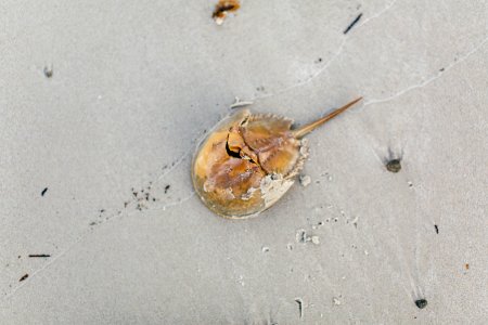 brown sea creature on white sand photo