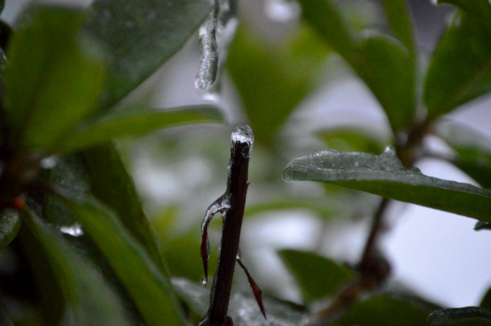 Nature, Cold, Winter