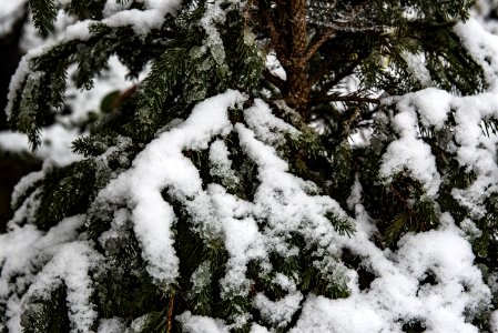 snow covered trees photo