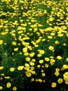Yellow, Field, Flowers