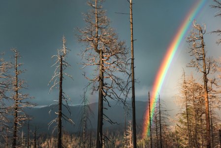 Yosemite valley, United states, Forest