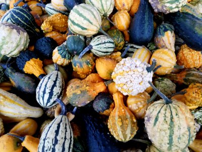 Growth, Fall, Gourds