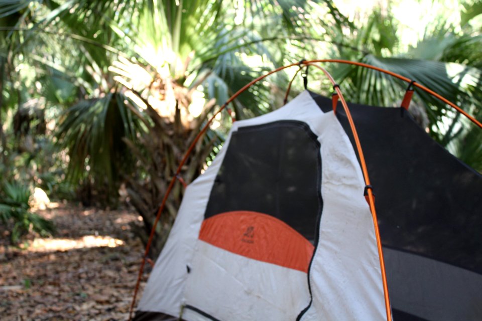 Primitve, Camping, Trees