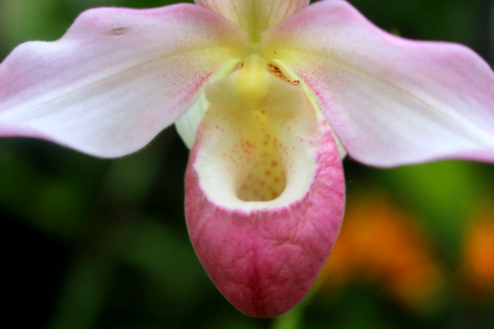Atlanta botanical garden, Atlanta, United states