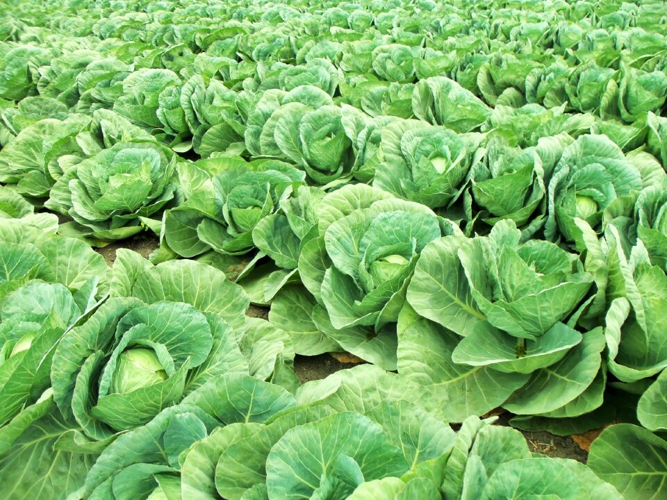 Vegetables nature wild field