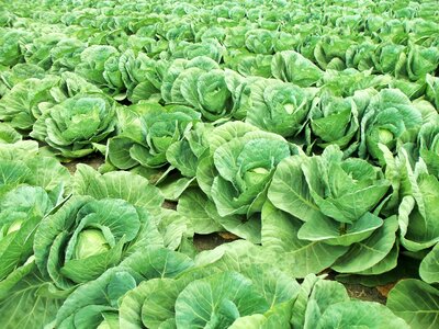 Vegetables nature wild field
