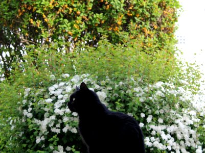 Poitiers, France, White flowers